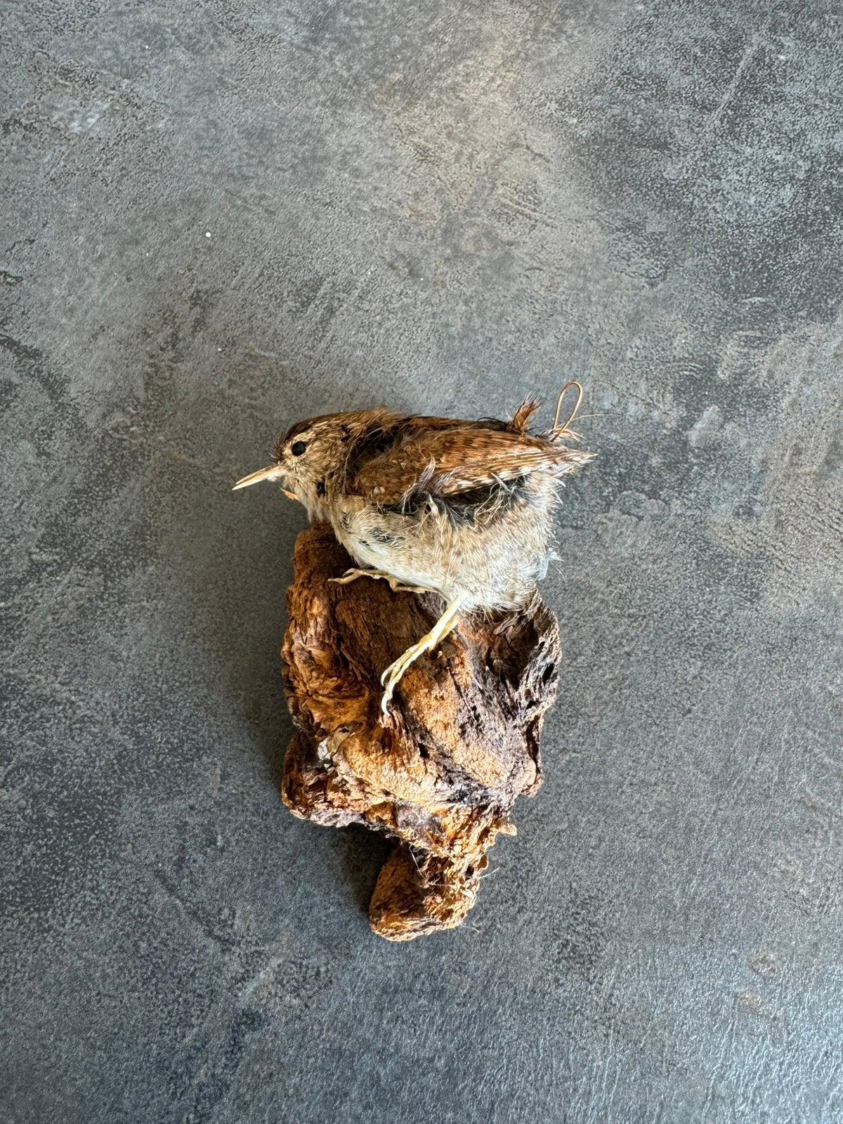 Opgezette taxidermie winterkoninkje, Verzamelen, Ophalen of Verzenden, Zo goed als nieuw, Vogel, Opgezet dier