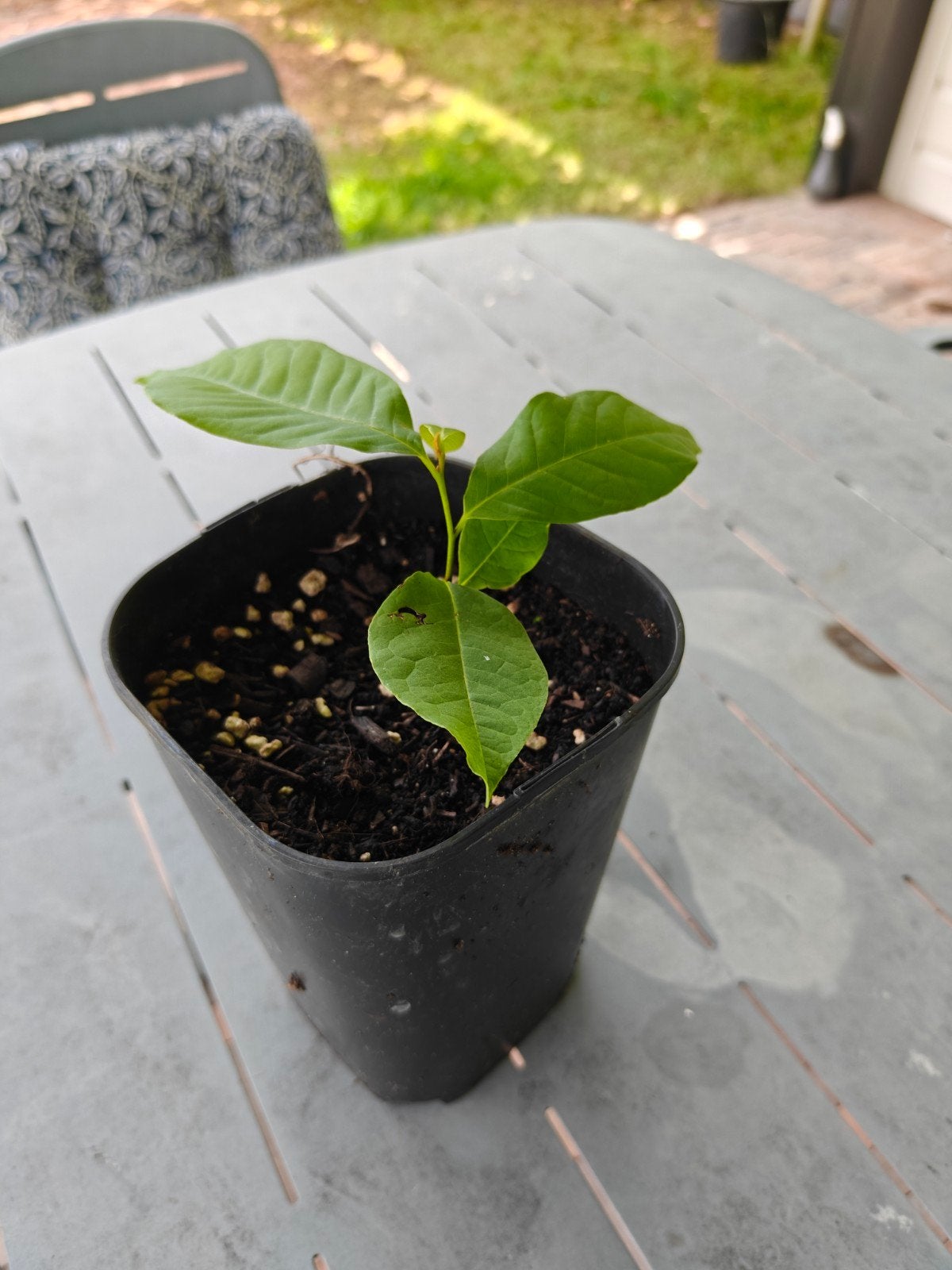 Pawpaw Zaailingen - 1 jaar oud, Vaste plant, Ophalen of Verzenden, Halfschaduw, Fruitplanten