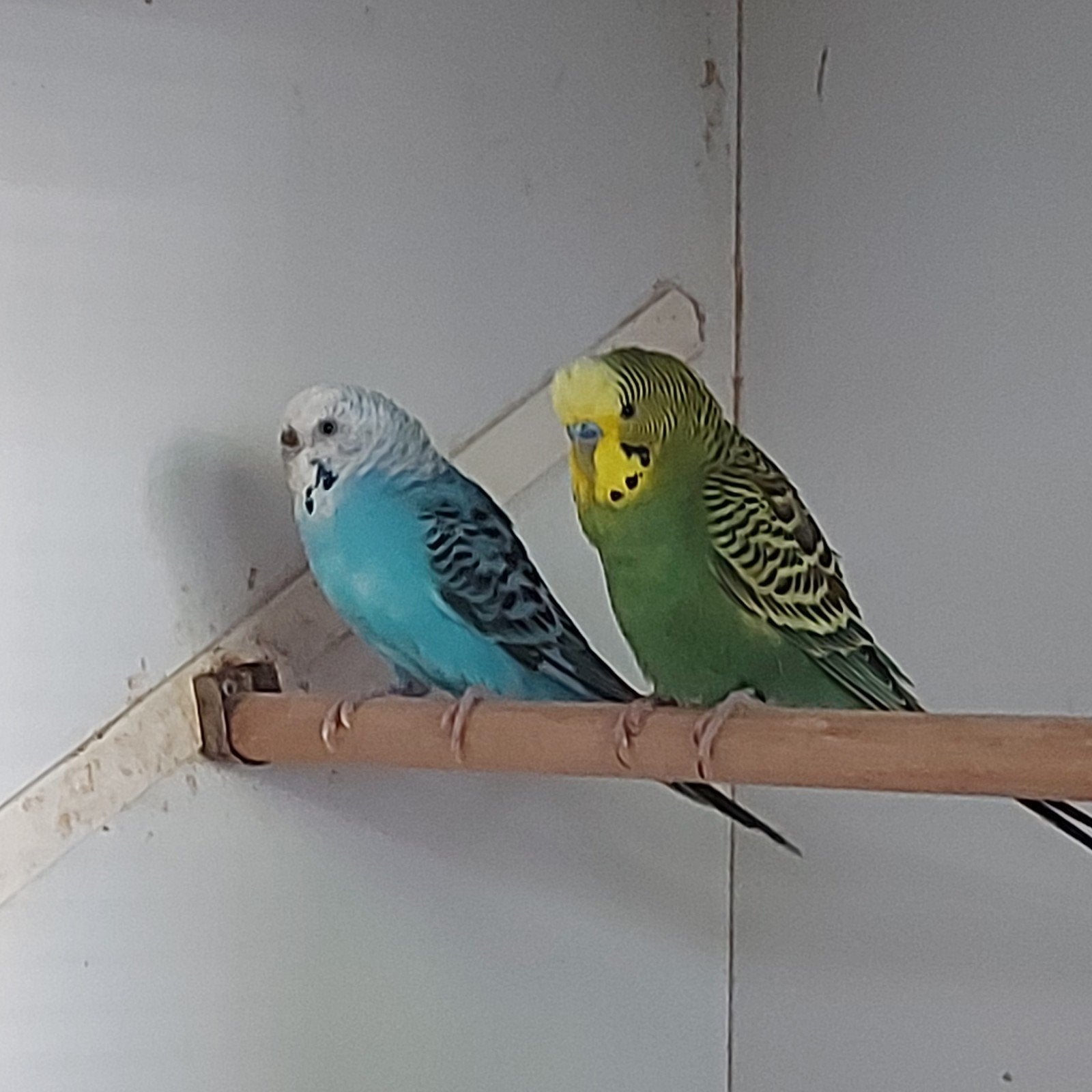 bewezen kweekkoppel grasparkietjes, Dieren en Toebehoren, Meerdere dieren, Parkiet, Geringd