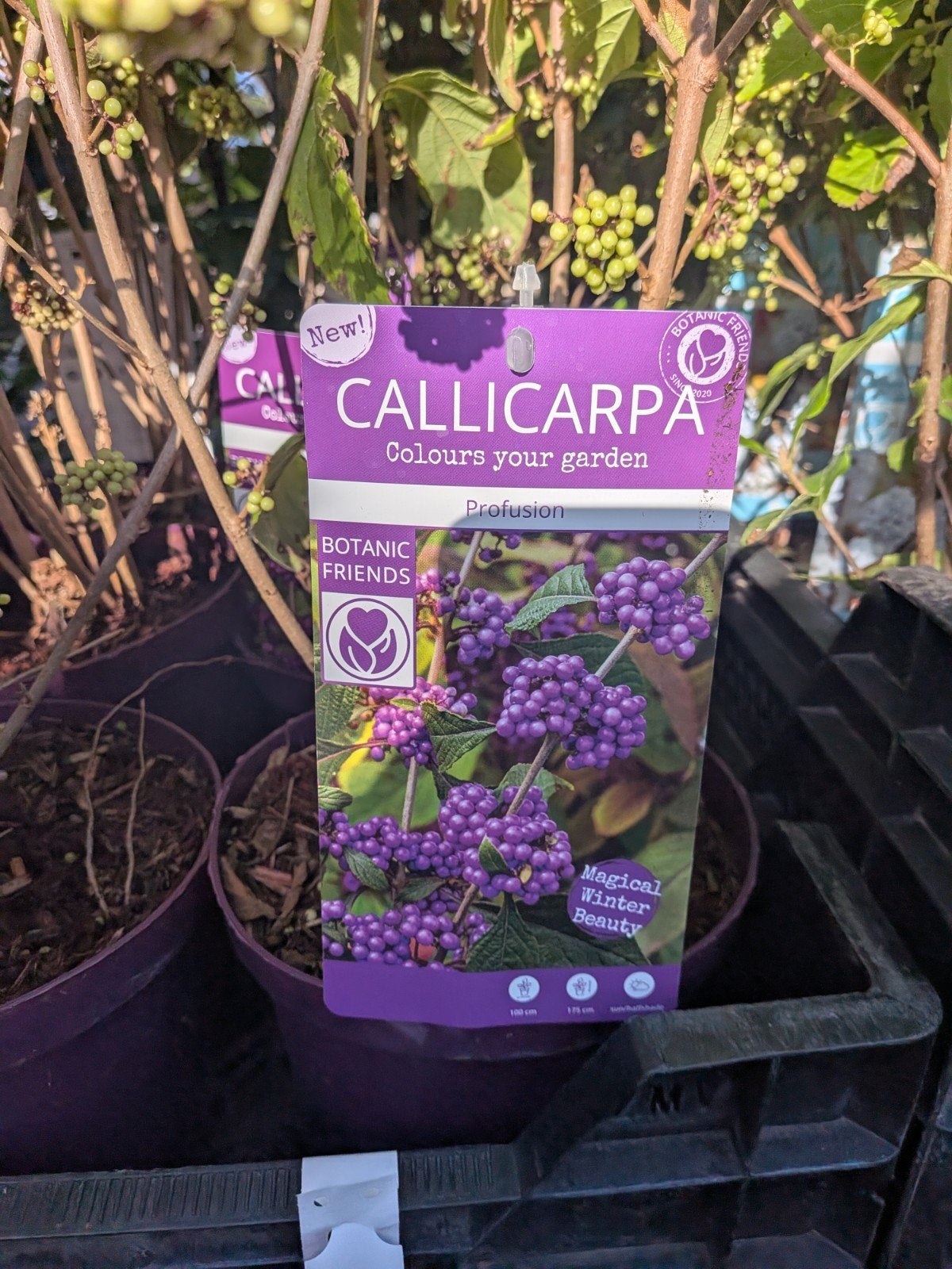 Callicarpa bodinieri 'Profusion' (Schoonvrucht)., Ophalen, Lente, Overige soorten, Halfschaduw