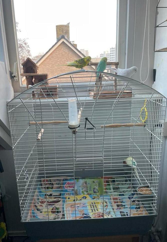 2 lieve grasparkietjes met kooi en toebehoren, Meerdere dieren, Parkiet, Geringd