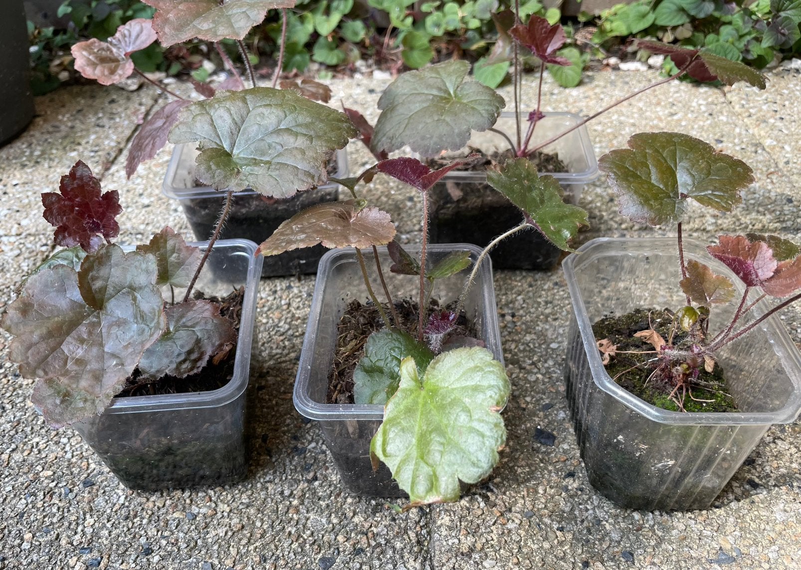Heuchera 5 bloempotten, Tuin en Terras, Ophalen, Overige soorten, Volle zon