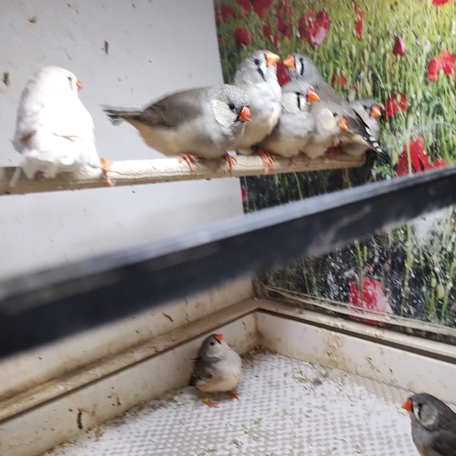 8 koppels zebravinken (16 stuks en 1 pop gratis extra), Dieren en Toebehoren, Vogels | Overige Vogels, Meerdere dieren, Tropenvogel
