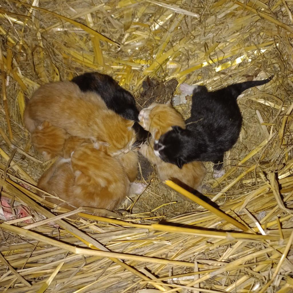 Lieve tamme boerderijkittens,3 katers,3 poezen, Dieren en Toebehoren, Katten en Kittens | Overige Katten, Meerdere dieren, Kortharig