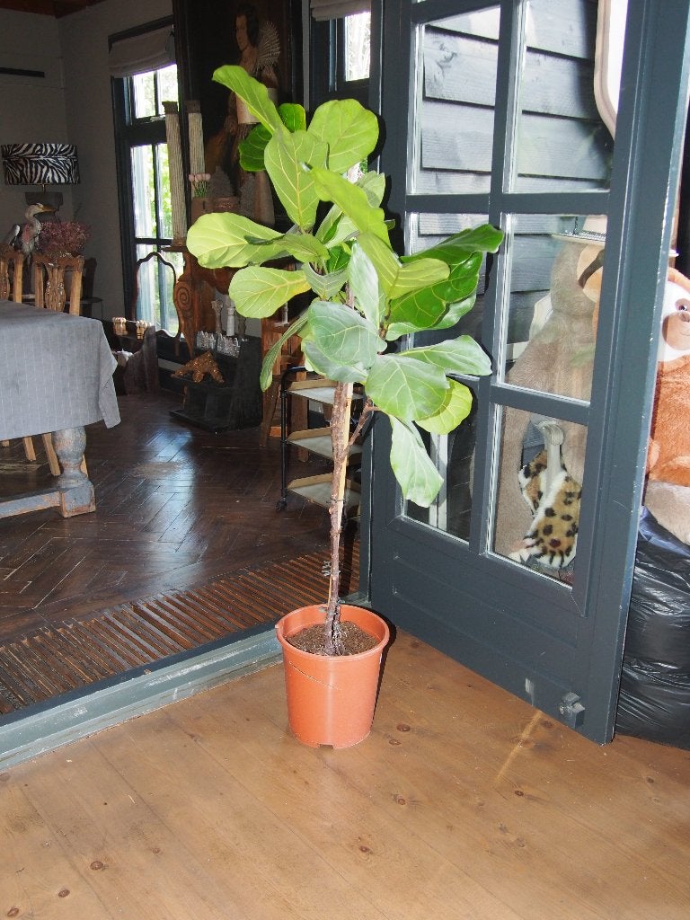 Ficus Lyrata - 1.40m hoog, Ophalen, Ficus, 100 tot 150 cm, Halfschaduw