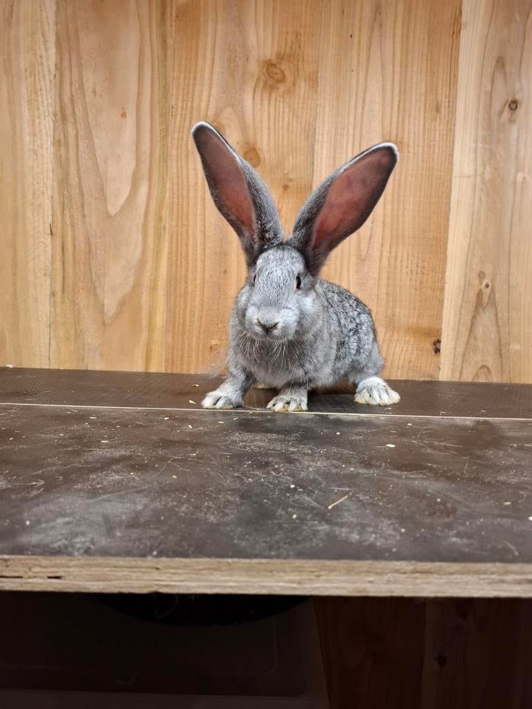 Raszuivere Vlaamse reuzen chinchilla kleur, Dieren en Toebehoren, Konijnen, Meerdere dieren, Groot