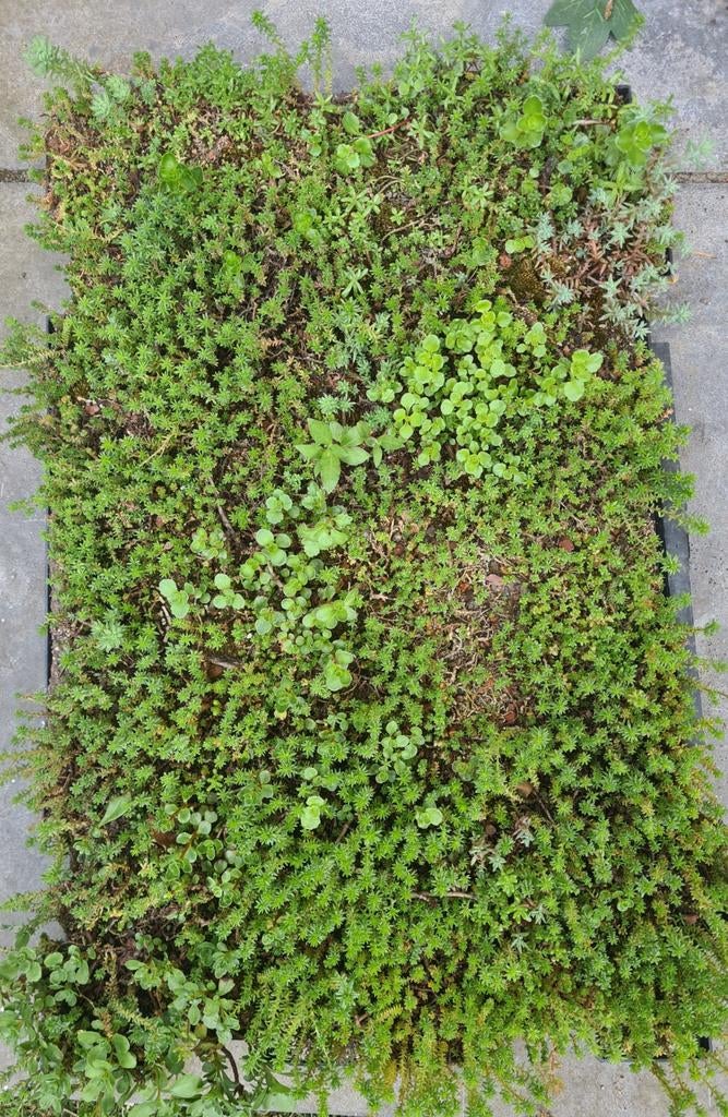 Sedumcassettes voor een groen sedum dak, Ophalen