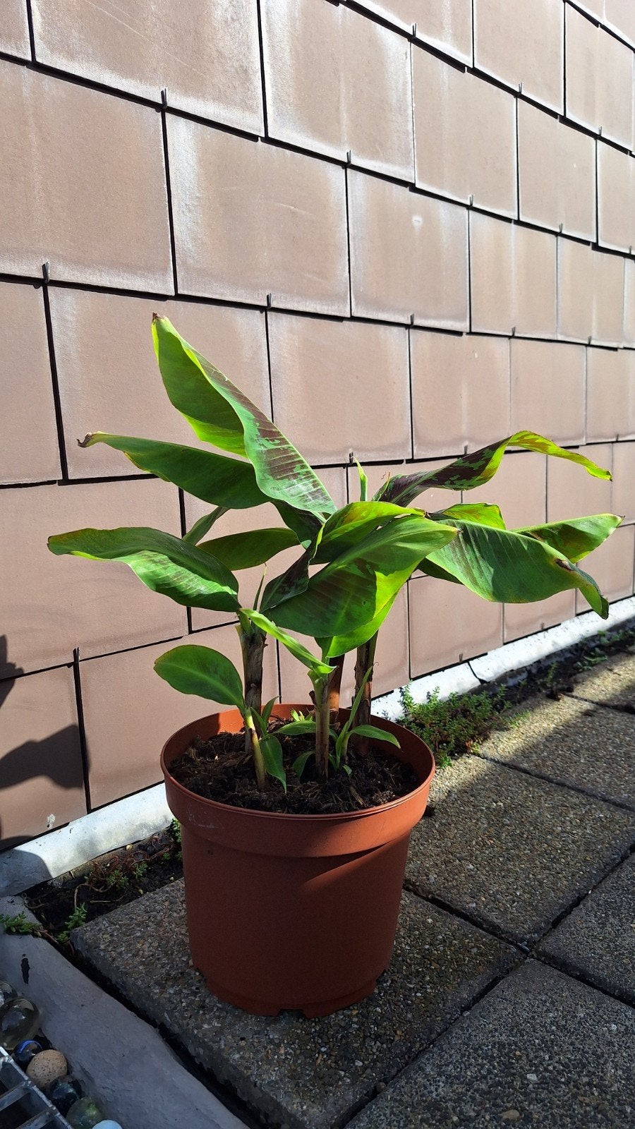Bananenplant Musa 35cm hoog, Tuin en Terras, Ophalen, Overige soorten, Volle zon