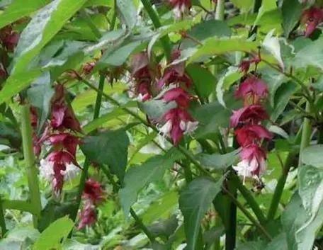 Te koop Fazantenbes stekken., Ophalen of Verzenden, Vaste plant, Overige soorten, Volle zon