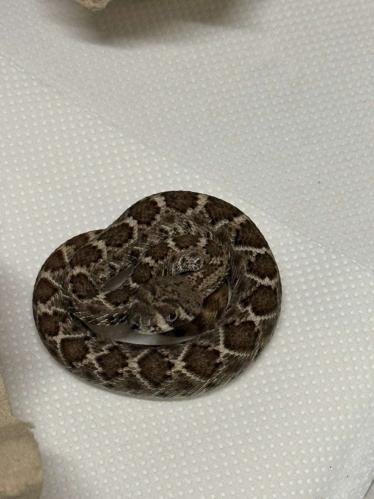 Crotalus atrox baby’s (100% het albino), Dieren en Toebehoren, Slang, 0 tot 2 jaar