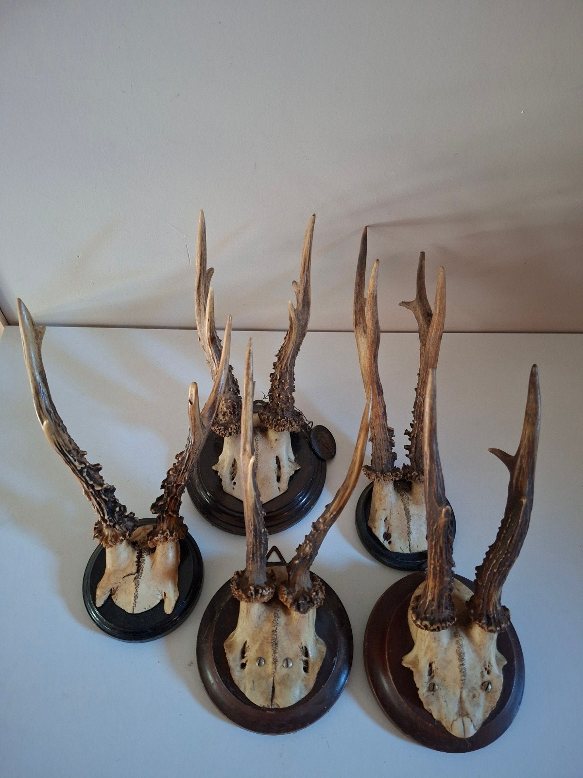 Set van 5 geweien op schild - Decoratie, Ophalen of Verzenden, Gebruikt, Hert, Gewei of Kop