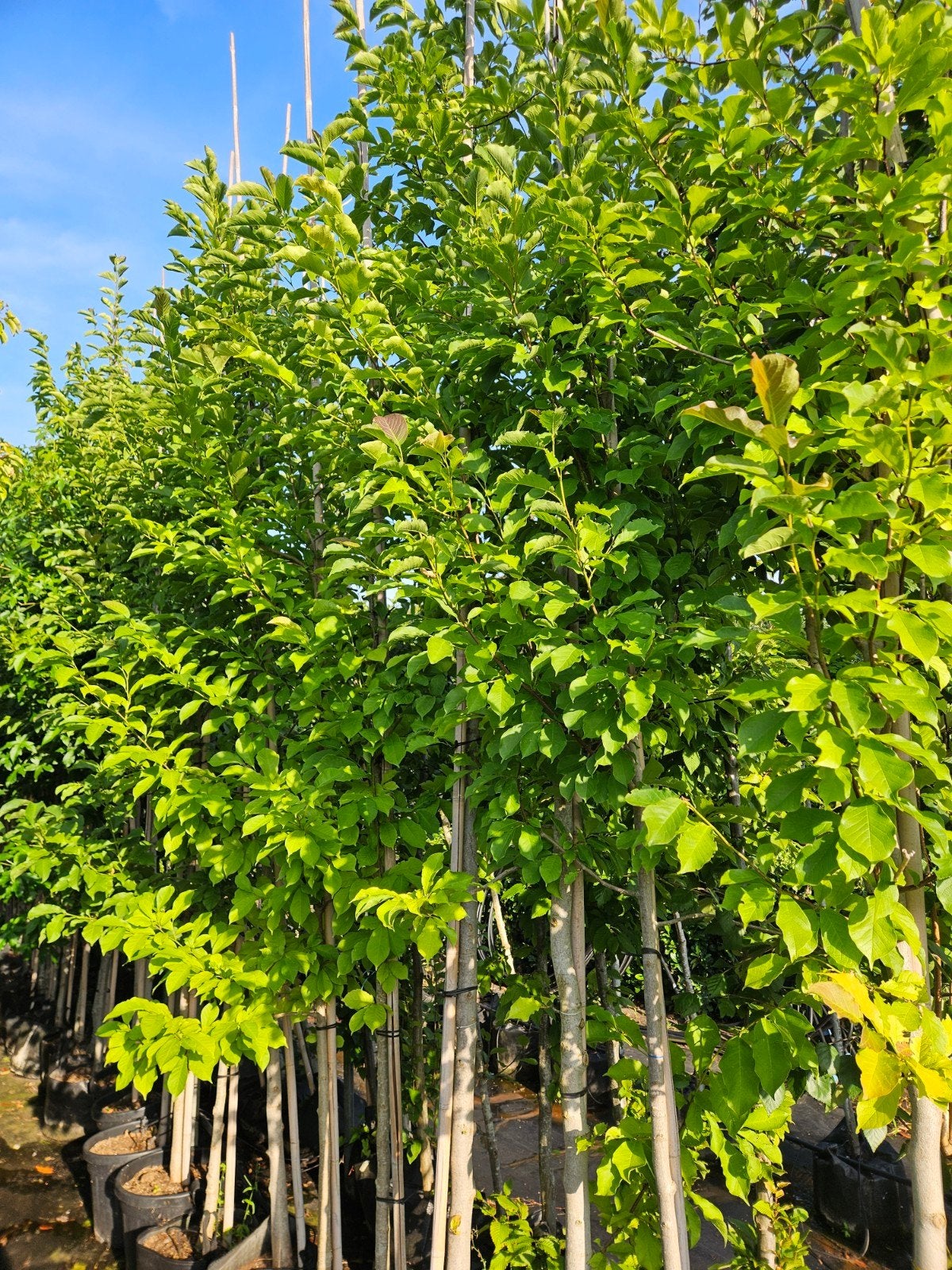grote magnolia kobus bomen te koop!, Overige soorten, Lente, 250 tot 400 cm, Ophalen