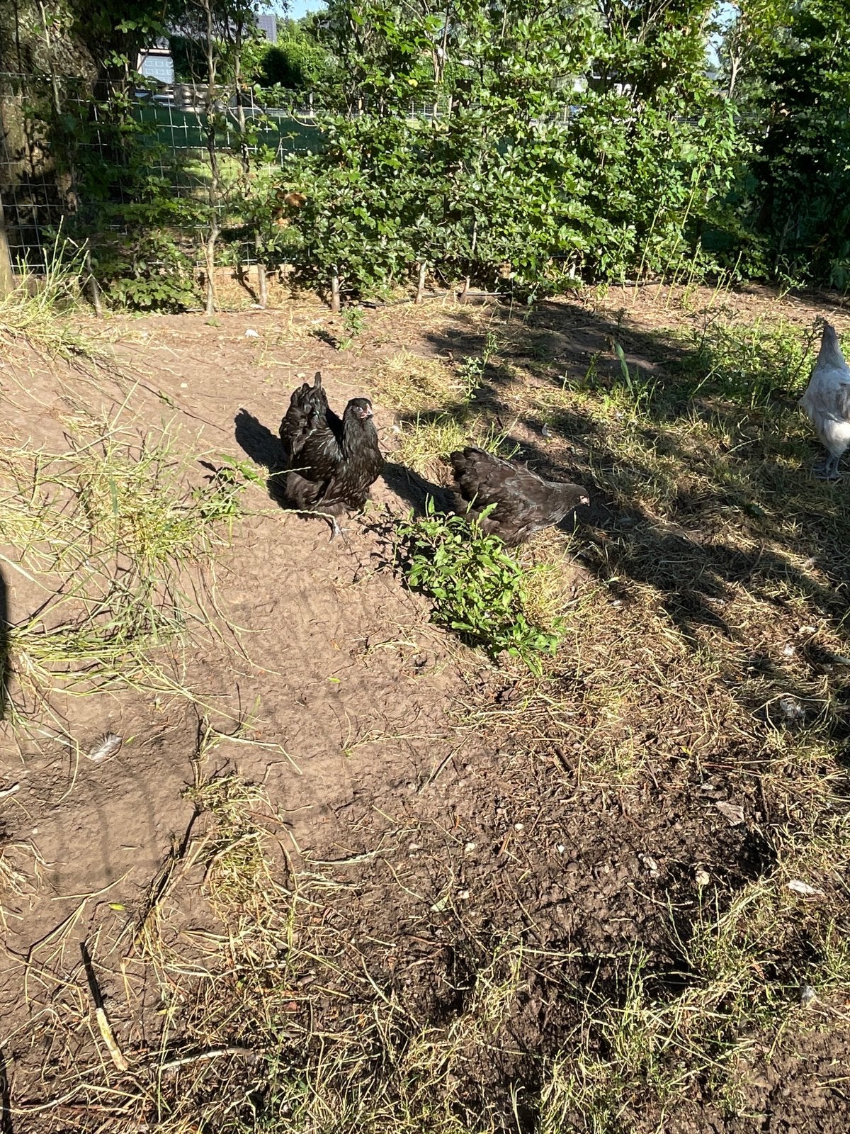 Leuke orpington hennen, Dieren en Toebehoren, Pluimvee, Vrouwelijk, Kip