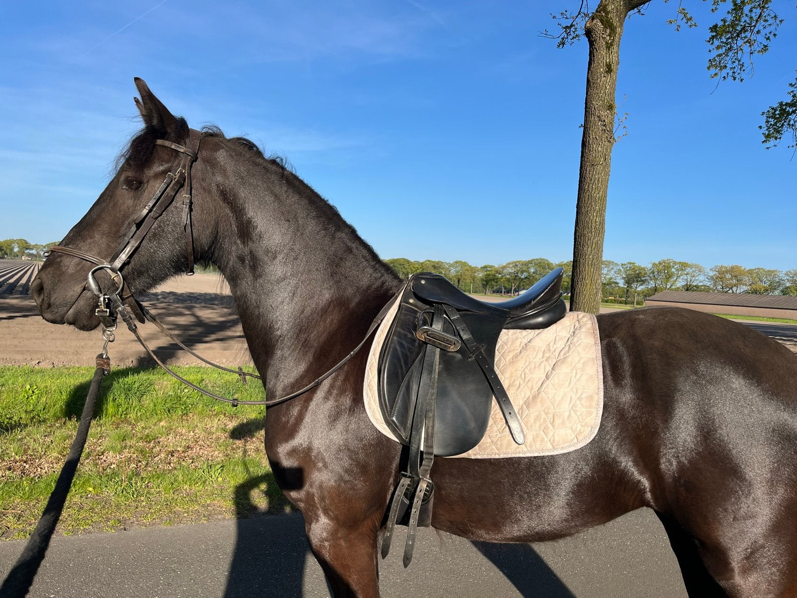 Friese merrie met uitstekende gangen. Incl. toebehoren, Merrie, 160 tot 165 cm, Dressuurpaard, 3 tot 6 jaar