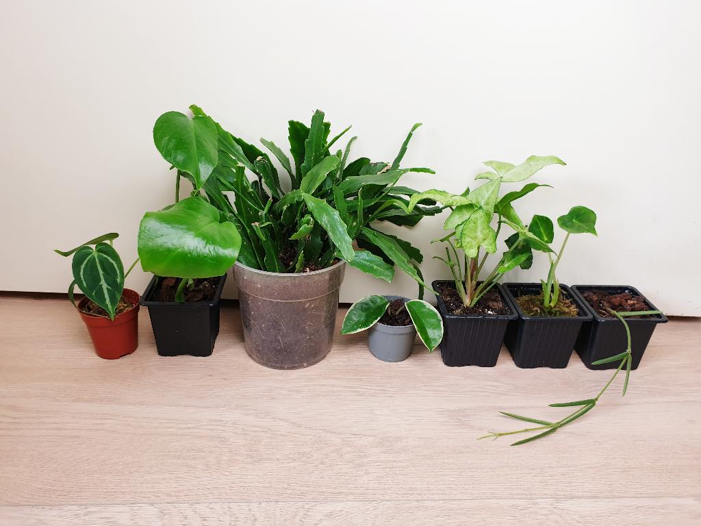 Set kamerplantjes, hoya, anthurium, monstera, alocasia, Overige soorten, In pot, Minder dan 100 cm, Groene kamerplant