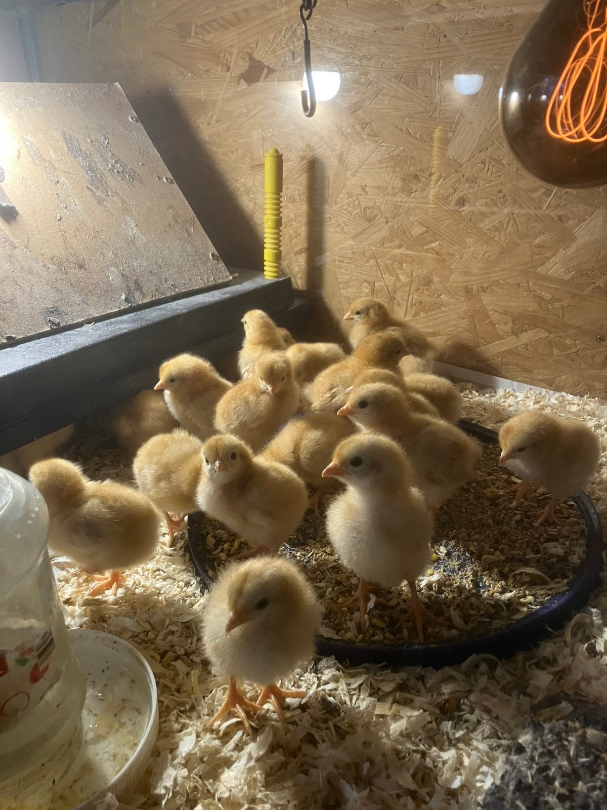 Hobby broederij, Meerdere dieren, Kip