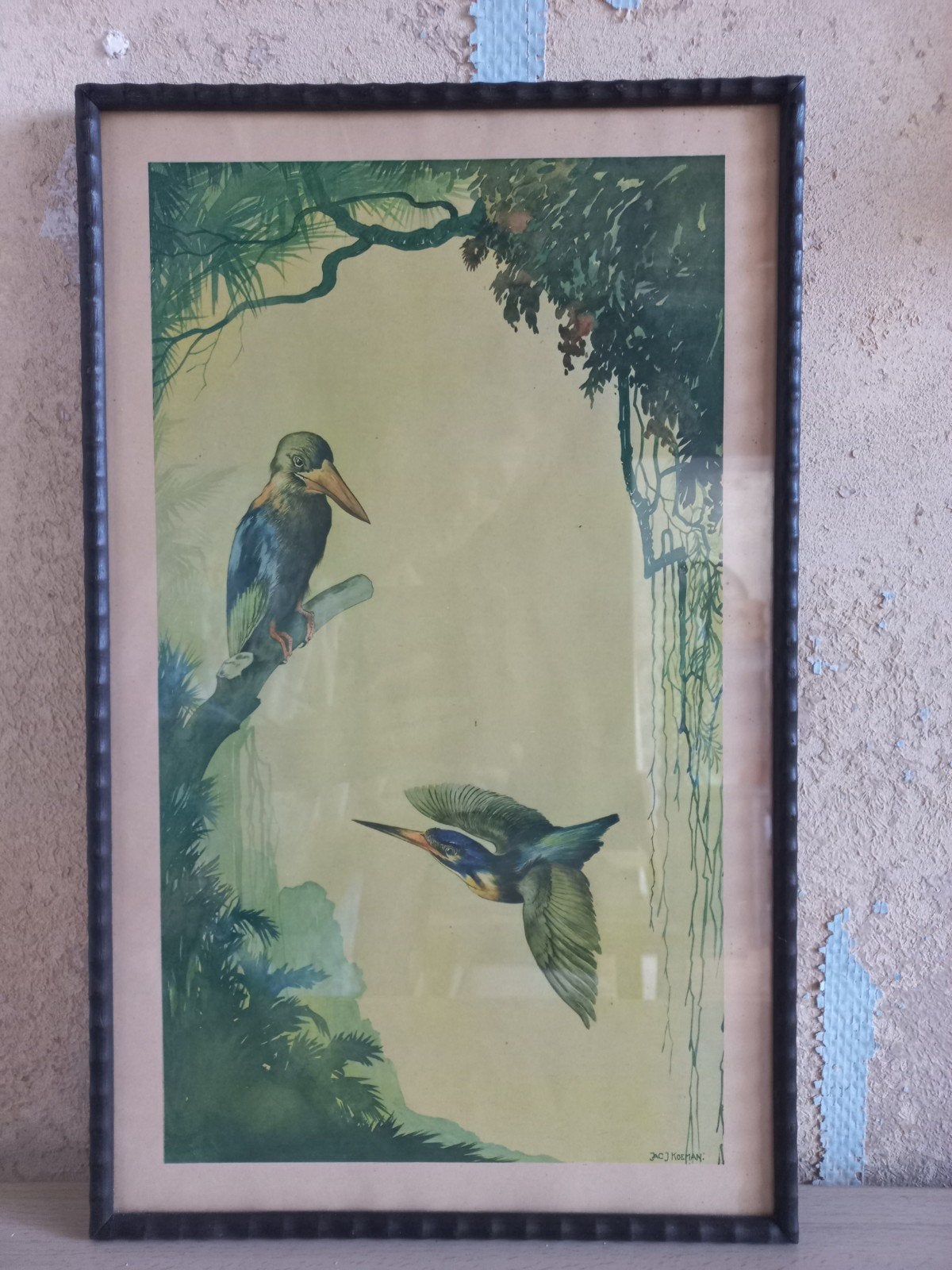 oude prent van ijsvogels, Gebruikt, Ophalen of Verzenden, Voor 1940, Dier