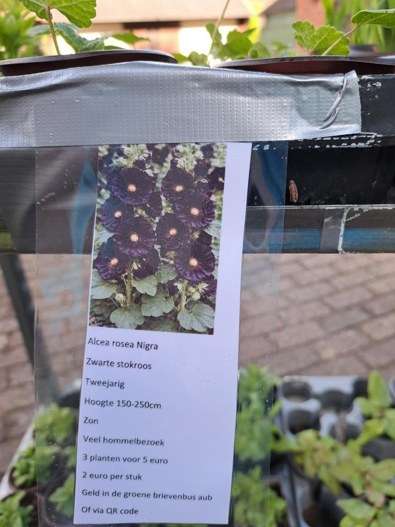 Jonge plantjes van de zwarte stokroos, Ophalen, Eenjarig, Overige soorten, Volle zon