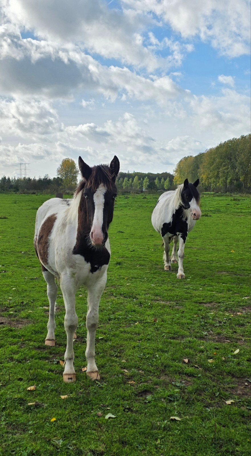 Mooi pinto hengstveulen, Dieren en Toebehoren, E pony (1.48m - 1.57m), Niet van toepassing, 0 tot 2 jaar, Hengst