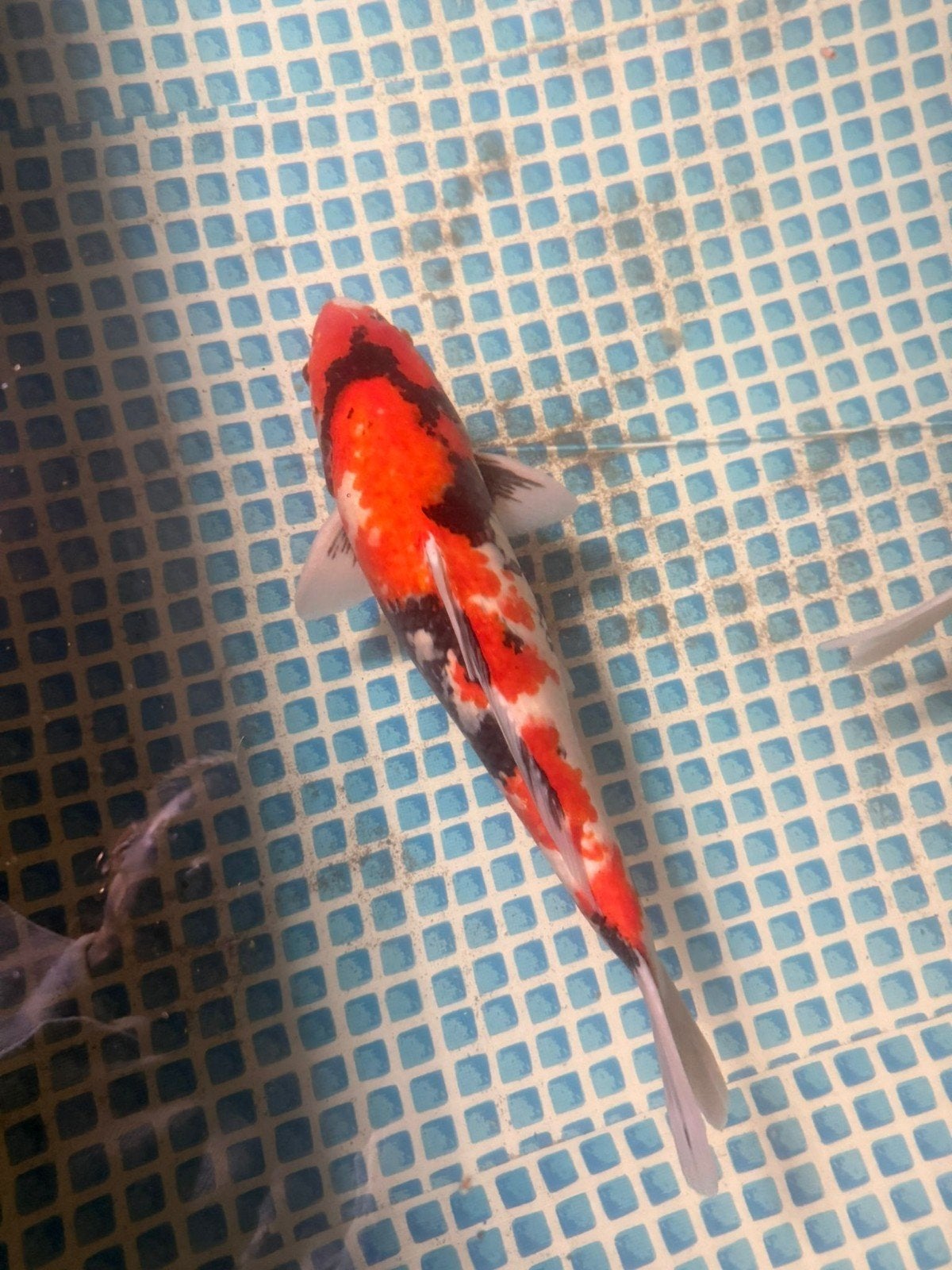 Koi karpers. Hele mooie koi karpers, Karper of Koi