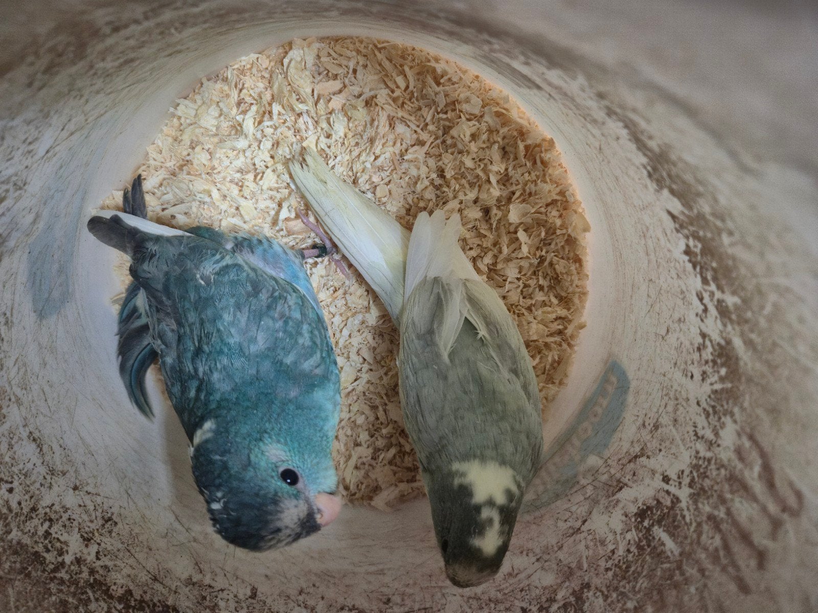 kakariki jongen om tam te maken, Meerdere dieren, Parkiet, Tam
