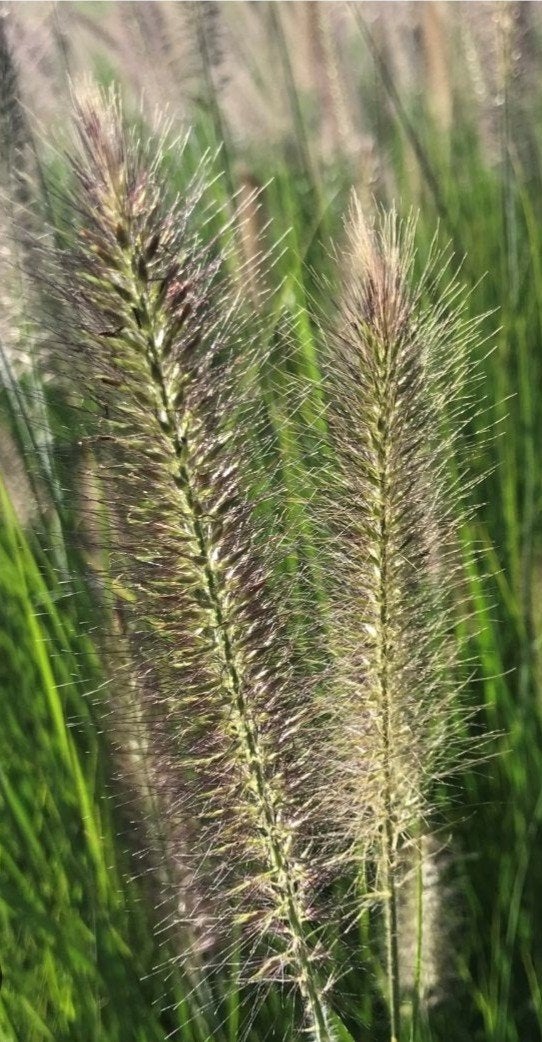 Lampenpoetsersgras (Pennisetum alopecuroides) P9, Tuin en Terras, Planten | Tuinplanten, Ophalen of Verzenden, Vaste plant, Siergrassen