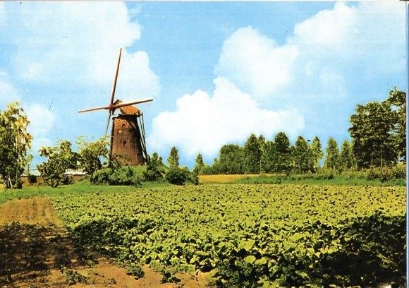 (GD484) Ansichtkaart Zelhem Wittebrinkse molen 1982, Verzenden, 1980 tot heden, Ongelopen, Gelderland