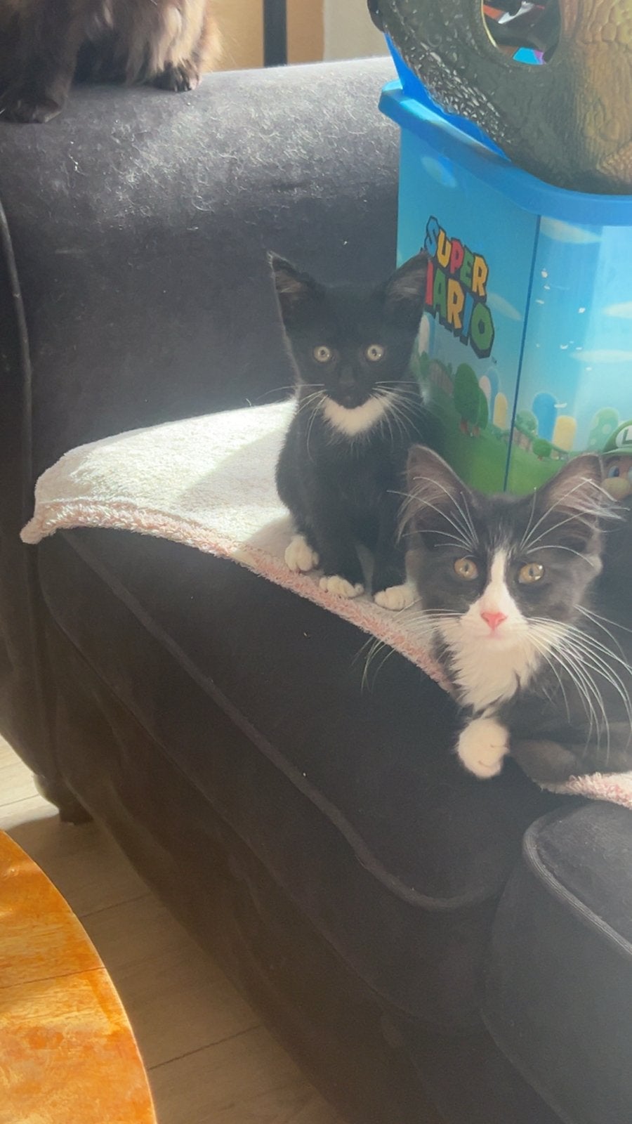 Kitten te koop