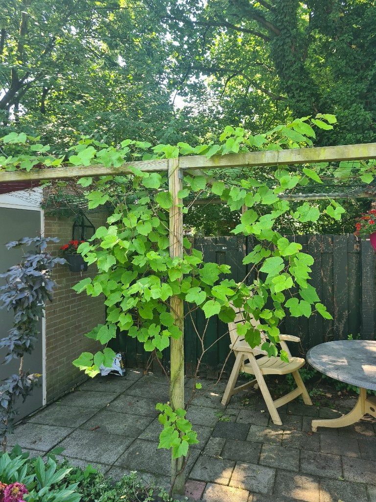 Druivenplant te koop., Ophalen, Minder dan 100 cm, Volle zon, Overige soorten