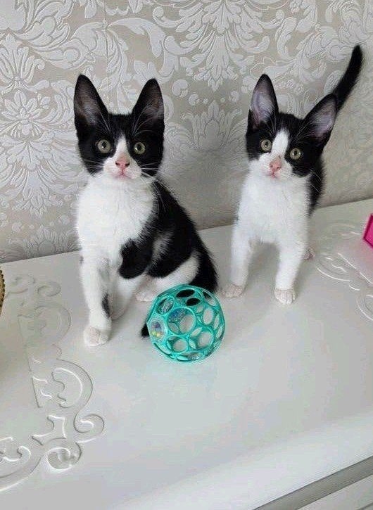 Schattige kittens