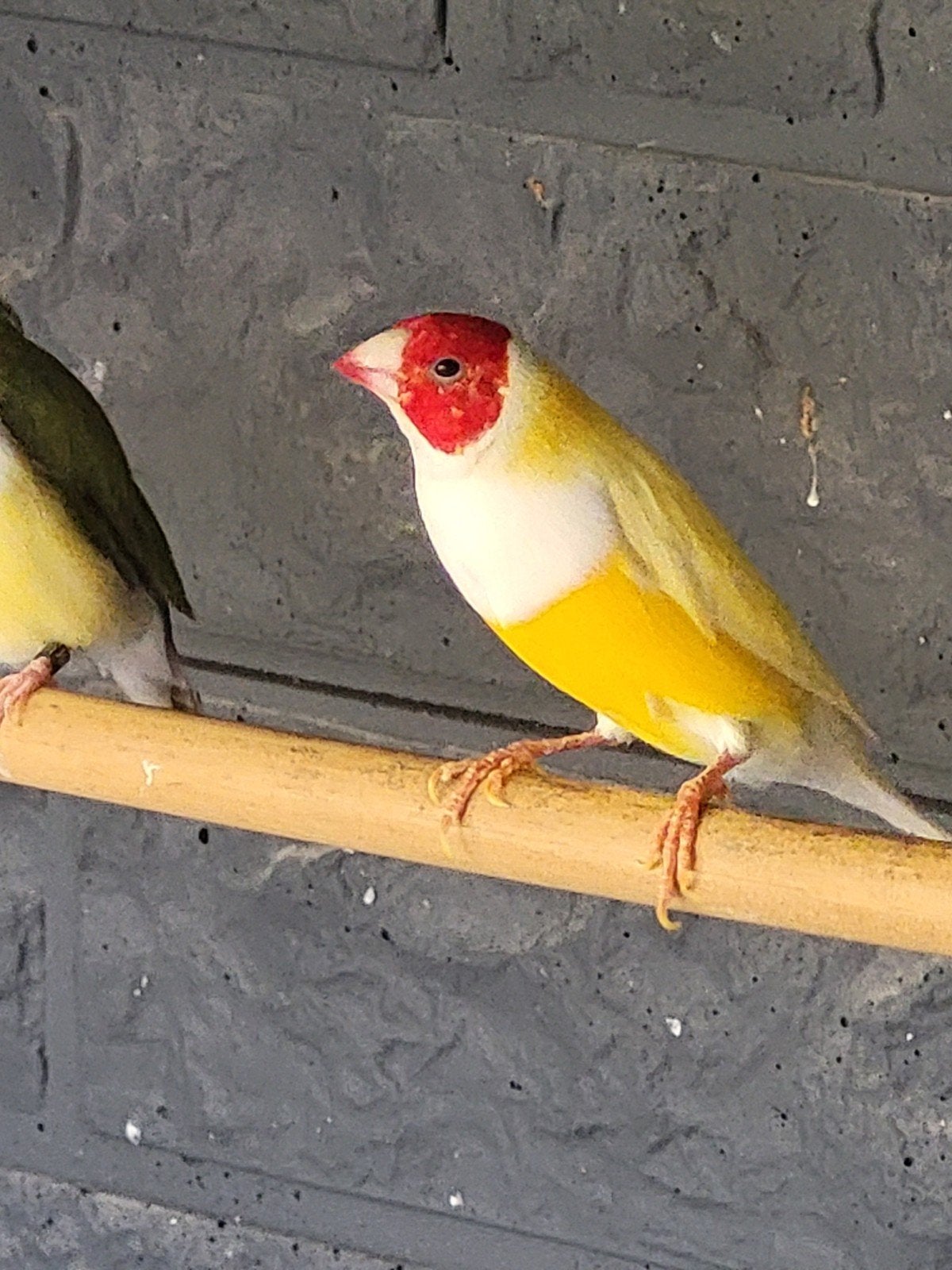 gouldamadine geel  koppel, buitenvoliere, Dieren en Toebehoren, Vogels | Overige Vogels, Meerdere dieren