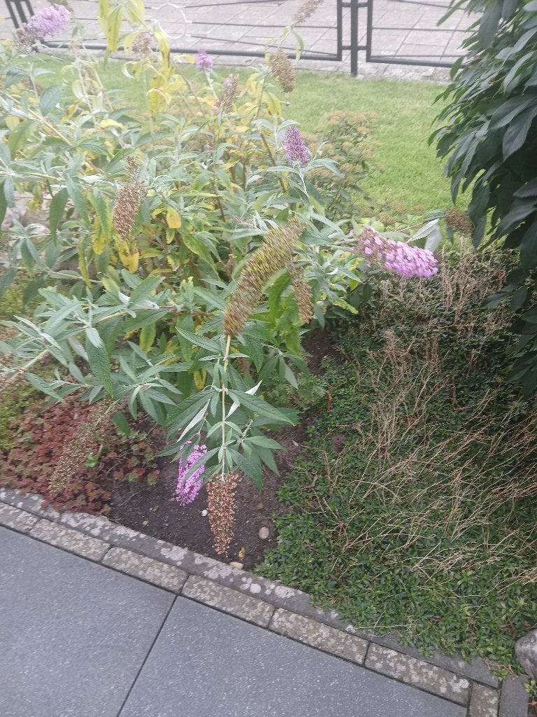 Planten, Volle zon, Tweejarig, Zomer, Ophalen