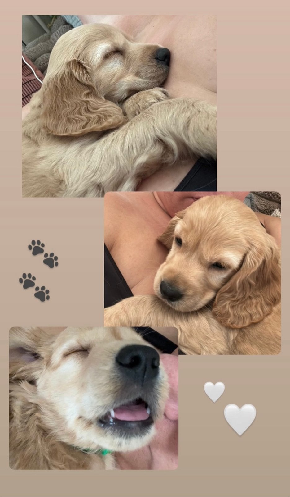 Cockapoo pups liefste knapste mooiste 🐾, Parvo, Overige rassen, 8 tot 15 weken, Meerdere