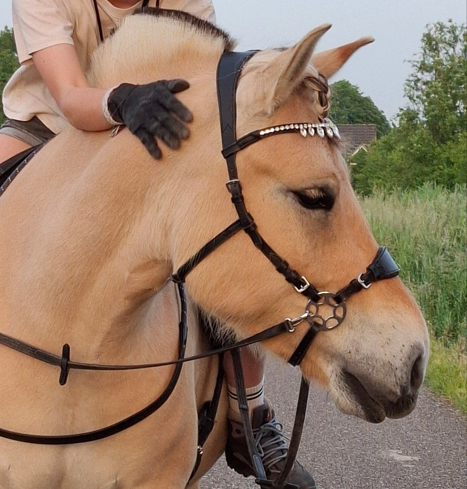 GEZOCHT: Hoofdstel maat Full/X-Full (voor fjord), Ophalen of Verzenden, Dressuur