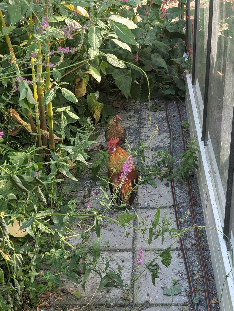 Een koppel krielen, Meerdere dieren, Kip