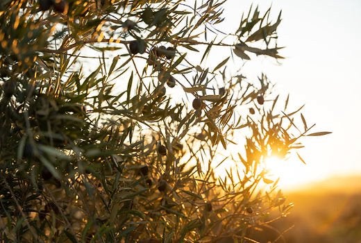 Biologische extra olijfolie van eerste persing 1L uit Spanje, Ophalen of Verzenden