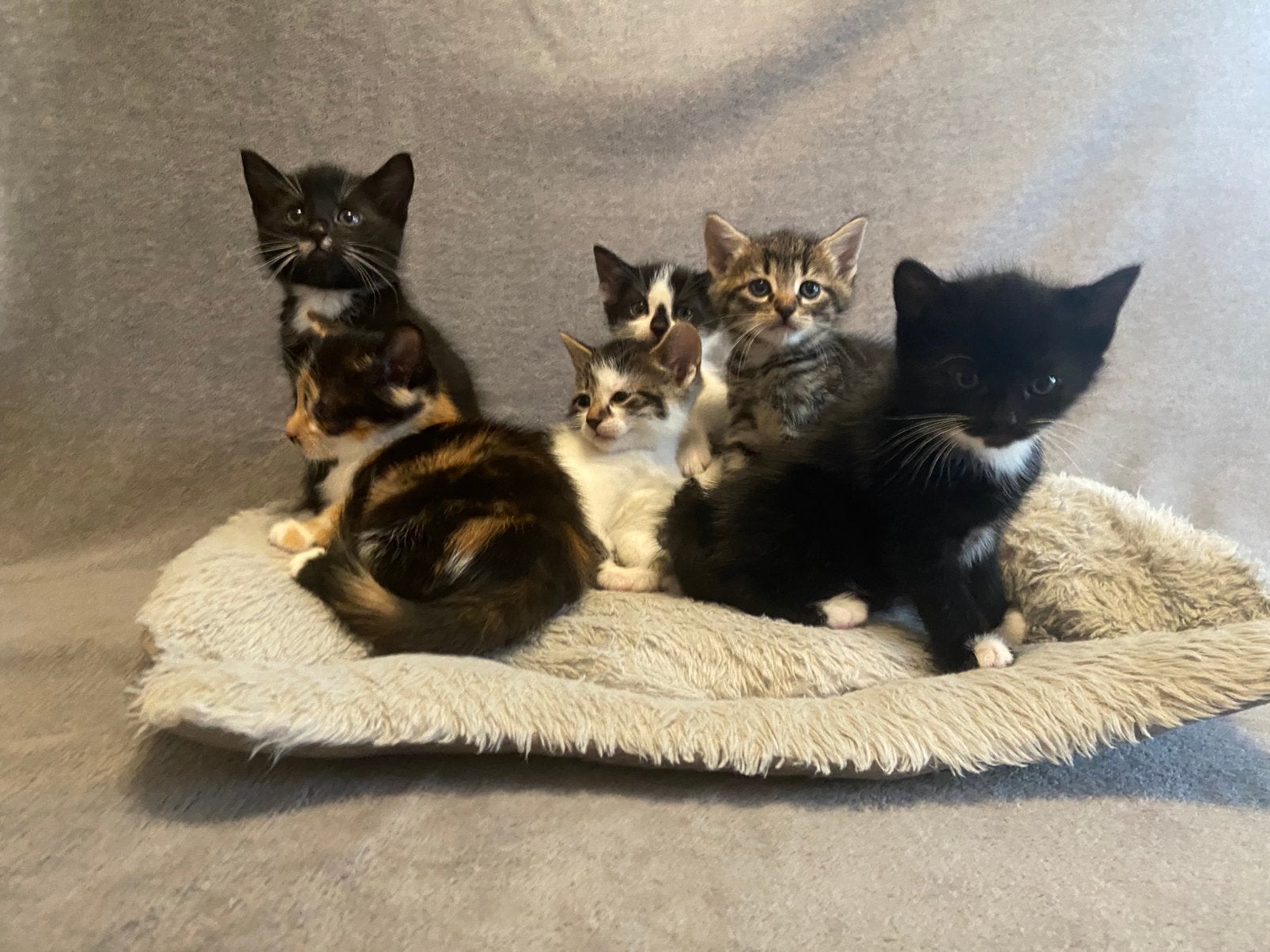 6 Lieve kittens, Meerdere dieren, Kortharig, 0 tot 2 jaar