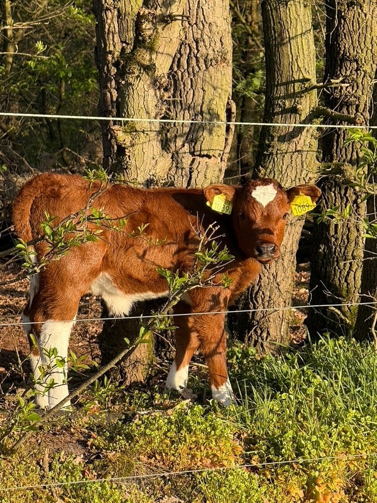 Brandrode Runderen, 100%BRR stamboek, Dieren en Toebehoren, Runderen, Meerdere dieren