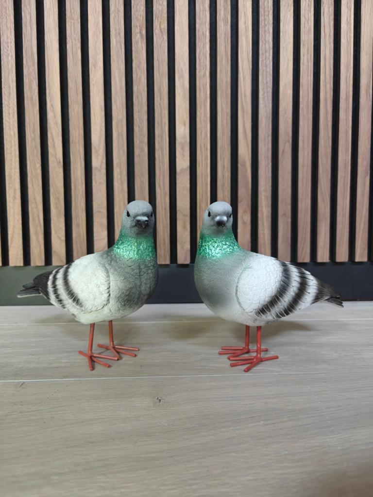 Duif, links of rechts kijkend, duif, pigeons,, Ophalen of Verzenden, Nieuw, Dier