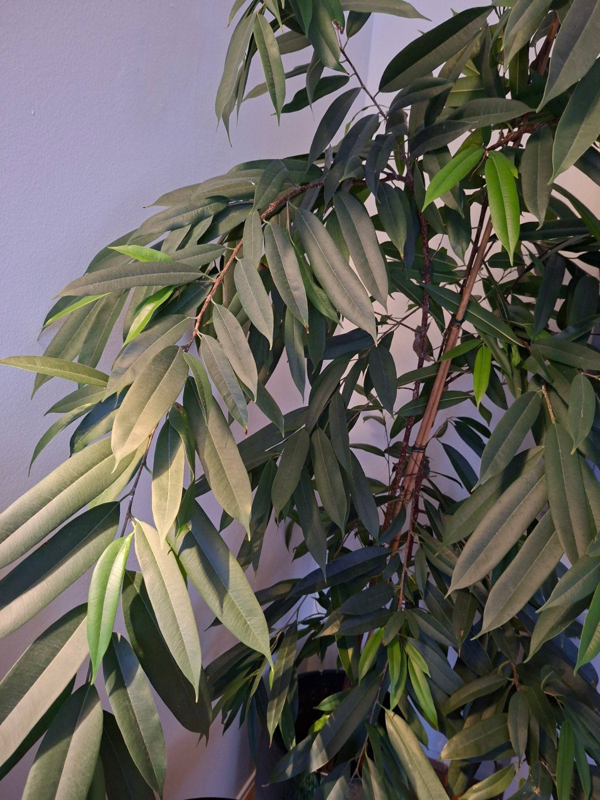 Gezonde Benjamin Ficus - 2.10m hoog, Huis en Inrichting, Groene kamerplant, Ophalen, Ficus, 200 cm of meer