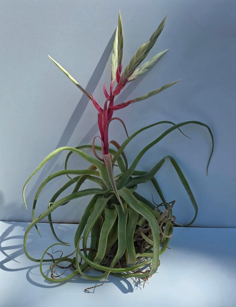 Tilandsias diverse soorten terrarium,  paludarium, Ophalen of Verzenden, Overige soorten, Halfschaduw, Minder dan 100 cm
