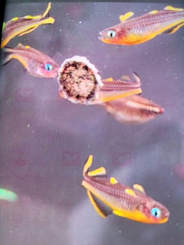 Hobbyaquarium  megadeals vissen/garnalen overzicht, Vis, Zoetwatervis, Schoolvis