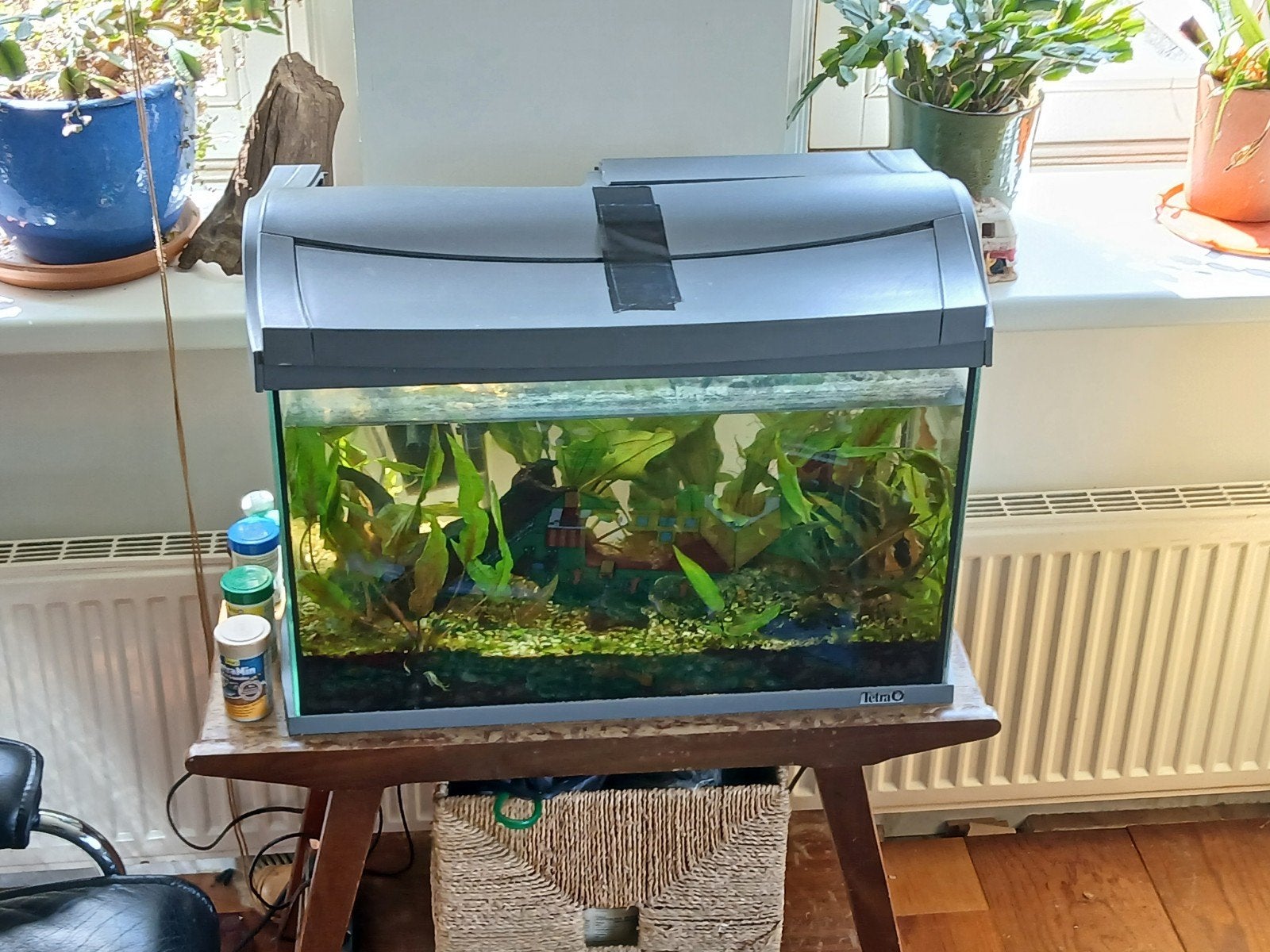Aquarium met garnalen en Tetra visjes, Dieren en Toebehoren, Vissen | Aquariumvissen, Vis, Zoetwatervis, Schoolvis