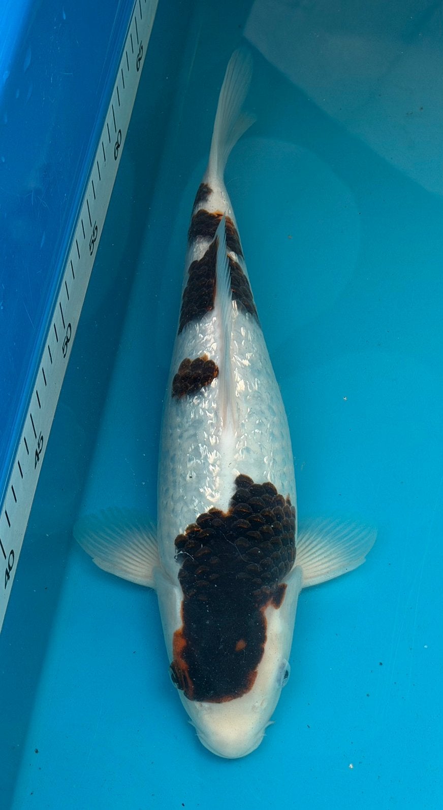 Ginrin Summi Goromo, Karper of Koi