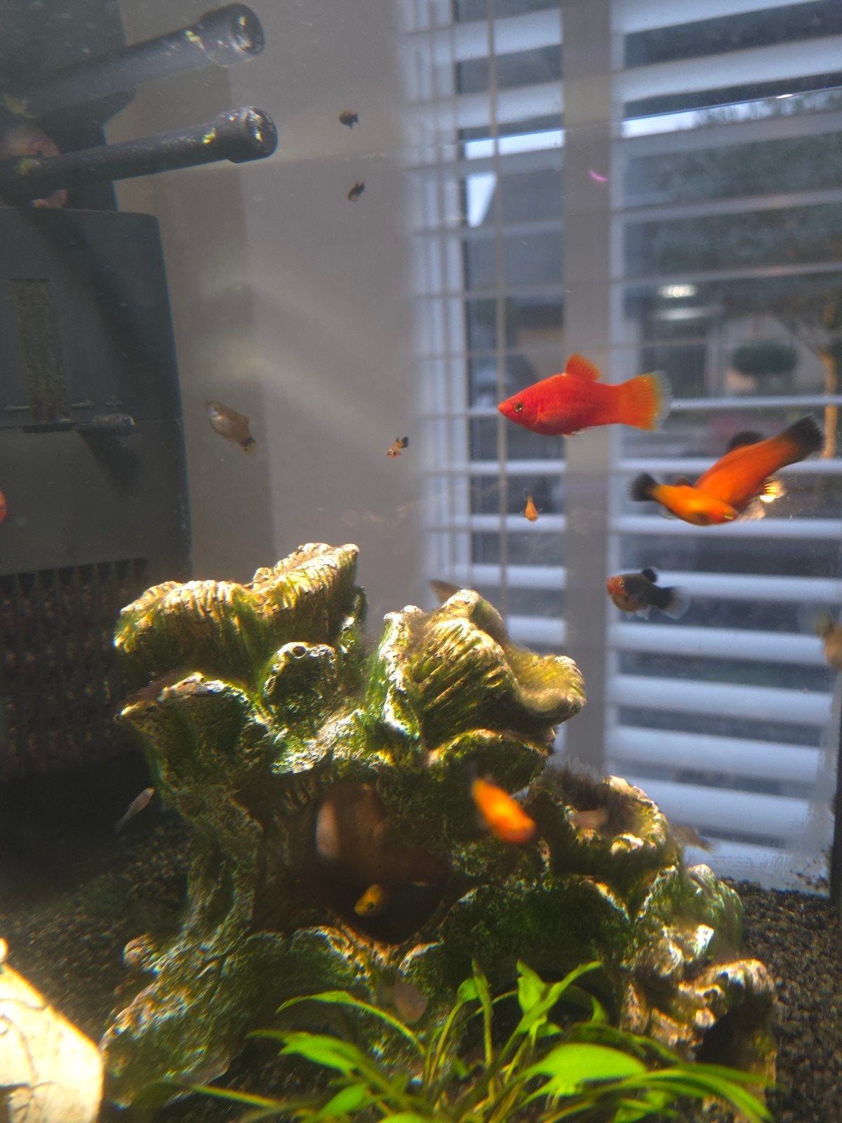 SuperFish aquarium QubiQ 30 Pro zwart 30 L, Ophalen, Zo goed als nieuw, Gevuld zoetwateraquarium