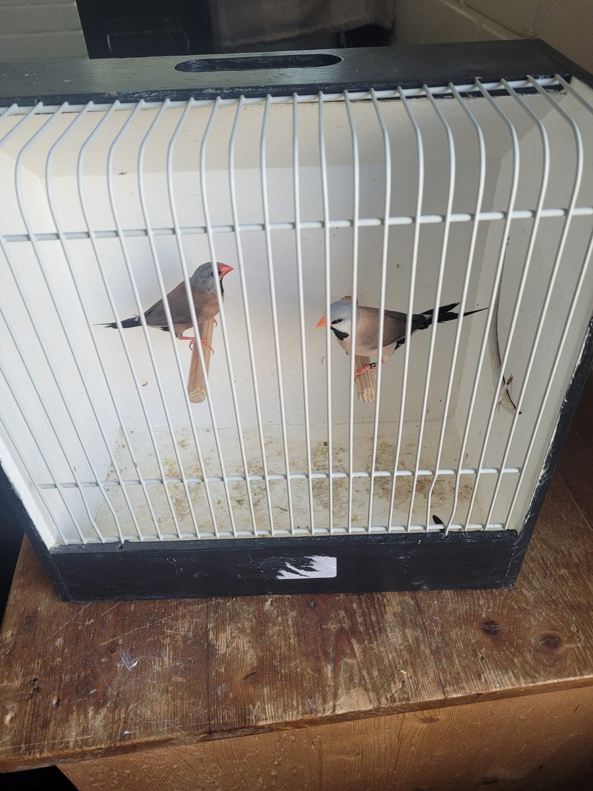 Te koop diverse tropenvogels (Spitsstaarten, bandvink, etc), Dieren en Toebehoren, Meerdere dieren, Tropenvogel, Geringd