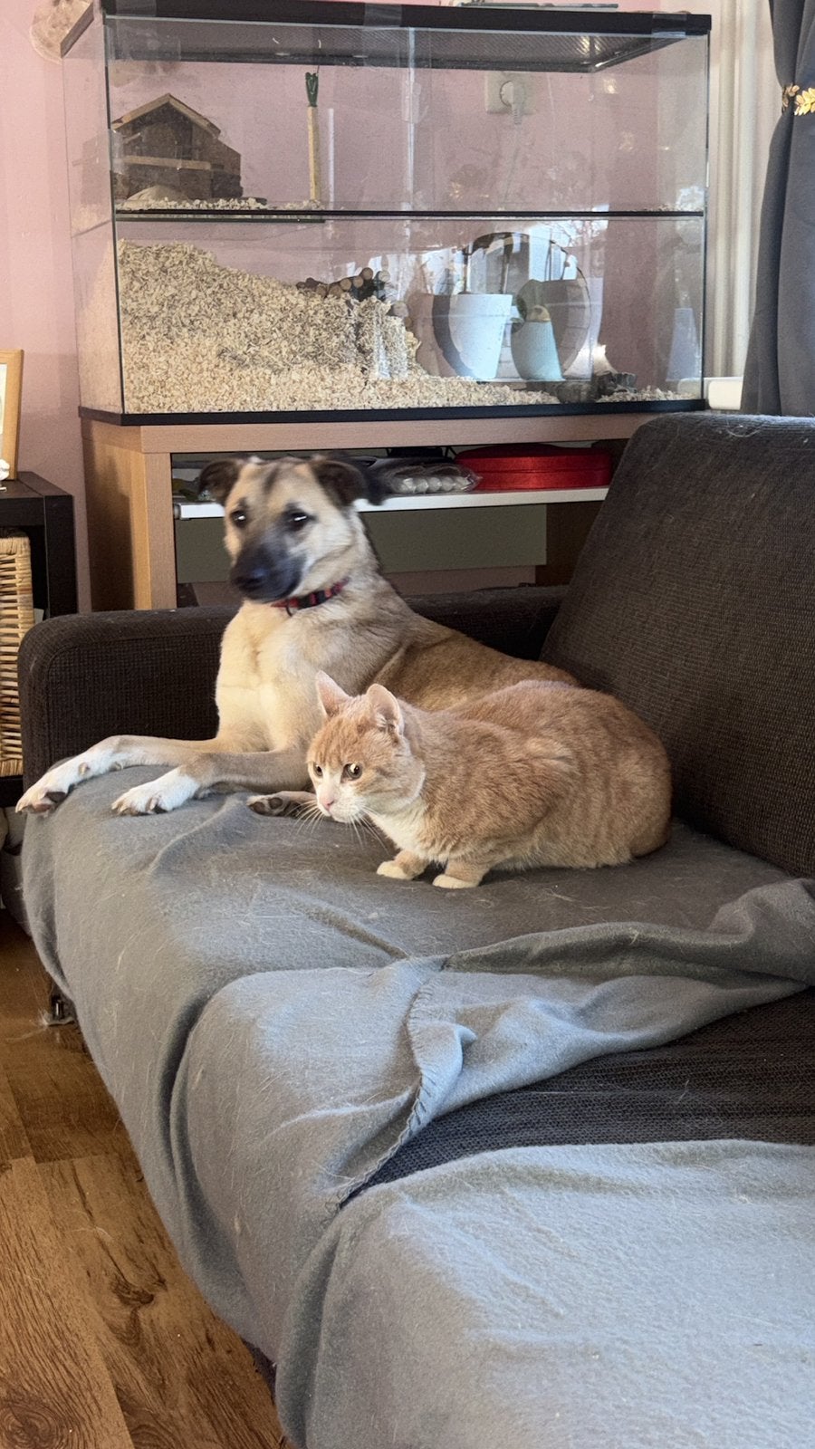Hond, Dieren en Toebehoren, Honden | Niet-rashonden, Reu, Parvo, Eén hond, Nederland