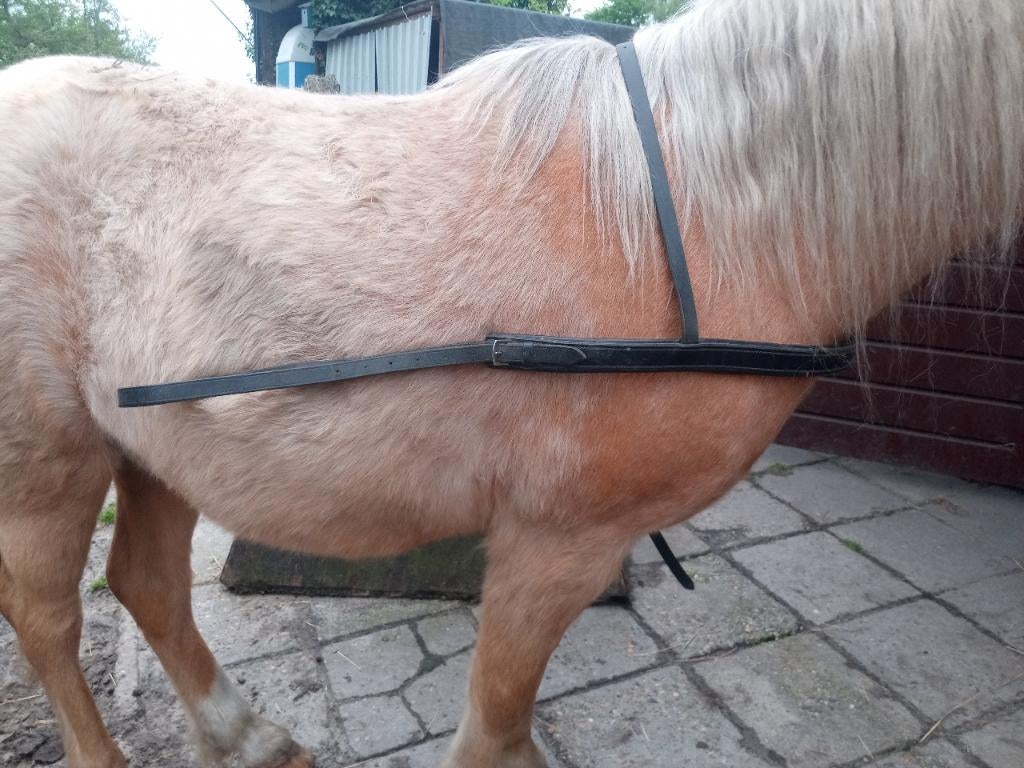Borsttuig, Ophalen of Verzenden, Gebruikt, Overige soorten