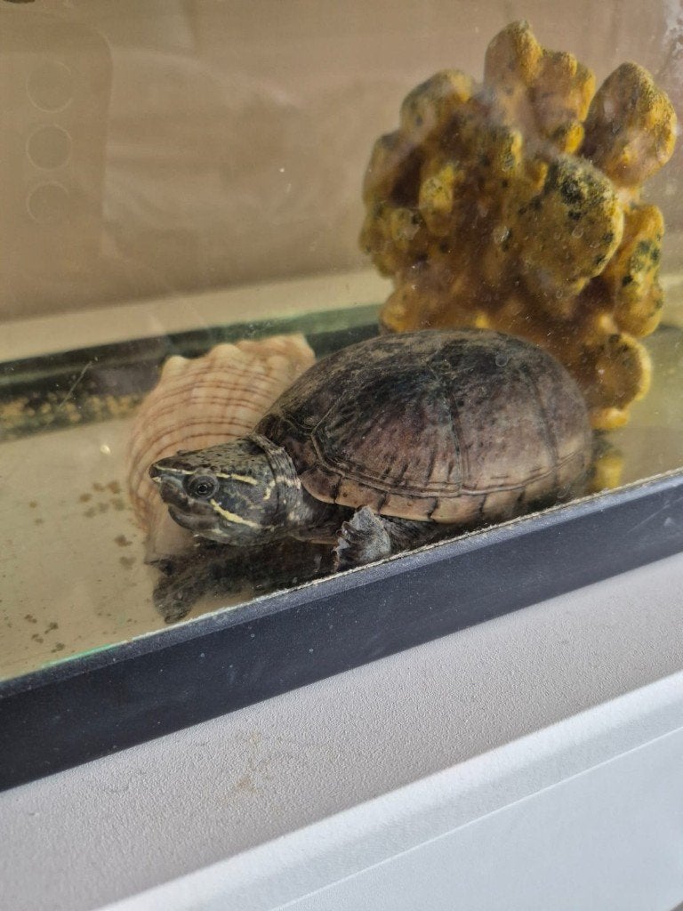 Waterschildpad GRATIS ophalen