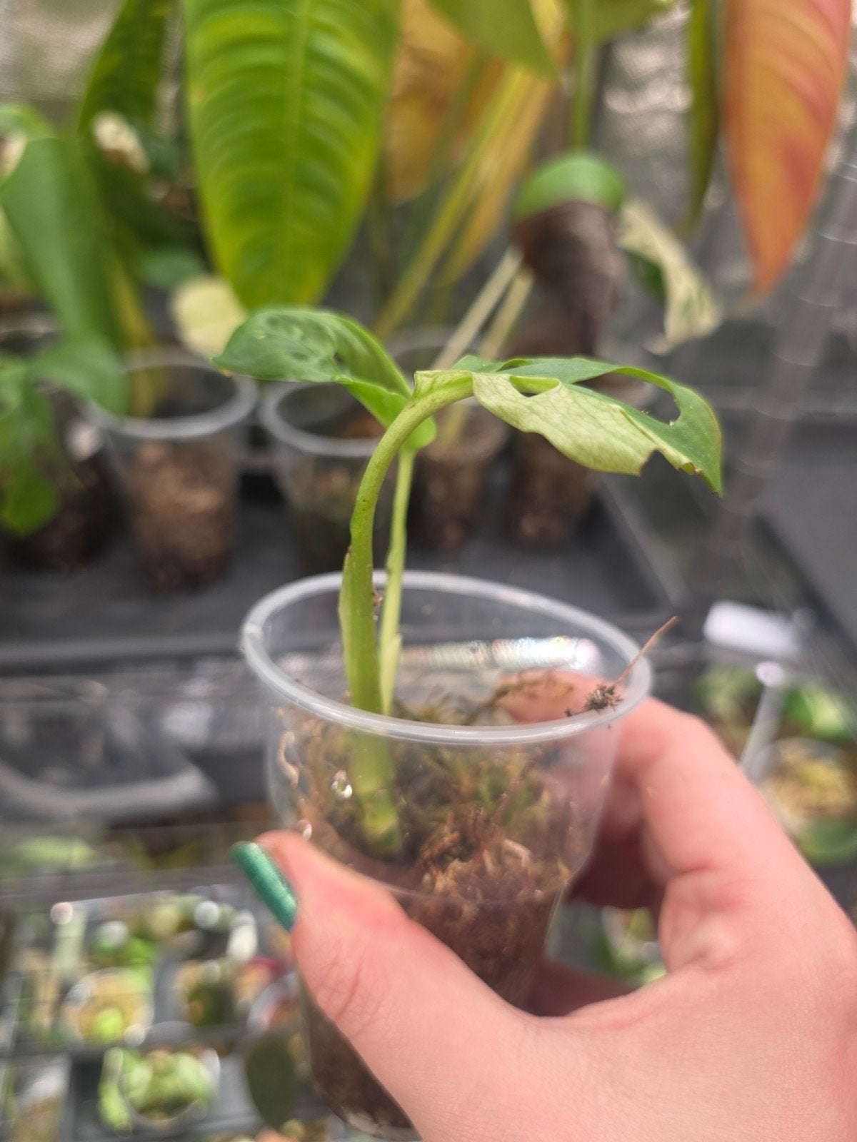 monstera adansonii variegata, Ophalen of Verzenden, Halfschaduw, Minder dan 100 cm